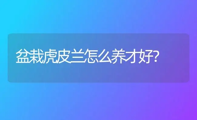 盆栽虎皮兰怎么养才好？ | 家庭养花