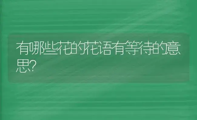 有哪些花的花语有等待的意思？ | 绿植常识