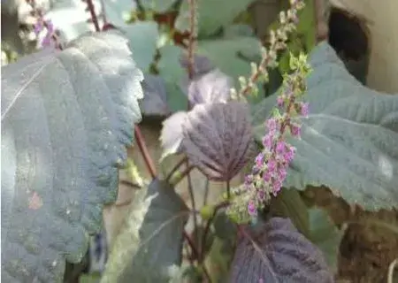 花卉果蔬盆景 | 紫苏如何收集种子种植盆栽