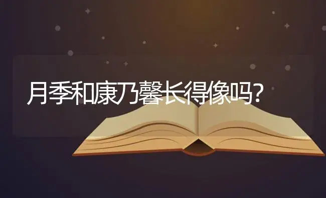 月季和康乃馨长得像吗？ | 绿植常识