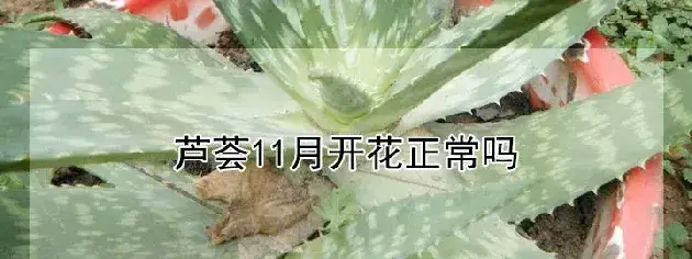 芦荟11月开花正常吗