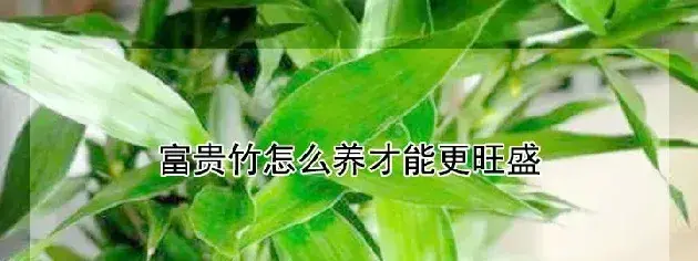 富贵竹怎么养才能更旺盛