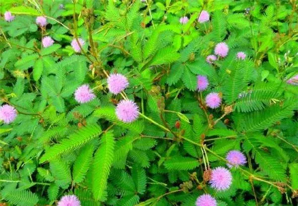 含羞草会开花吗 含羞草的花期花语