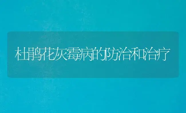 杜鹃花灰霉病的防治和治疗 | 家庭养花