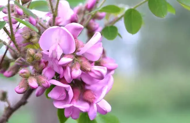 紫藤花的花语是什么？关于紫藤花的传说很美，也许你应该知道