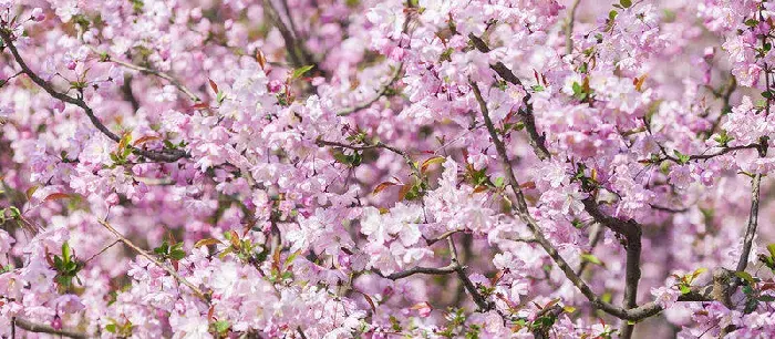 海棠花花语 海棠花的花语是什么