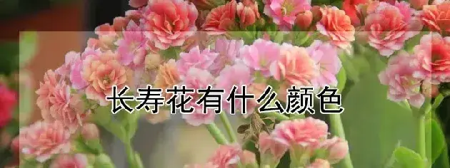 长寿花有什么颜色