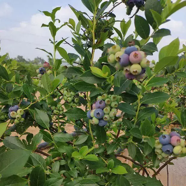 蓝莓园如何改良土壤？