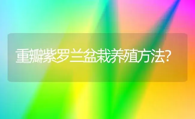 重瓣紫罗兰盆栽养殖方法？ | 绿植常识