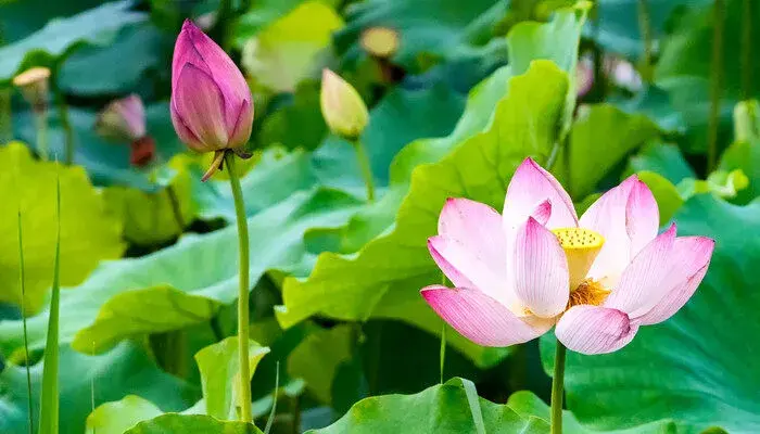 各种花的花语是什么