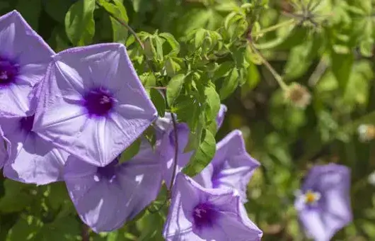 牵牛花是什么颜色的