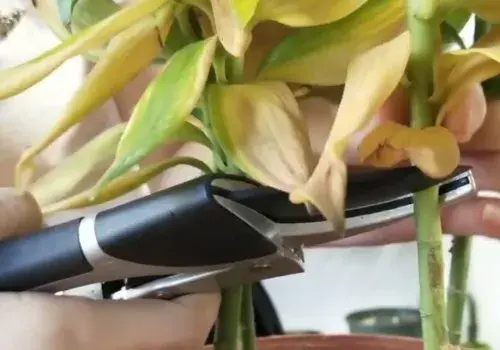 盆栽修剪 | 百合需要剪枝吗