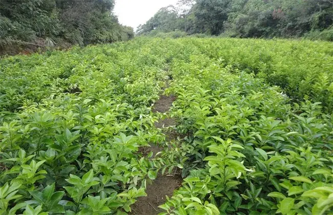 吴茱萸繁育办法