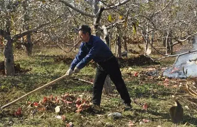 苹果春天清园堤防事项