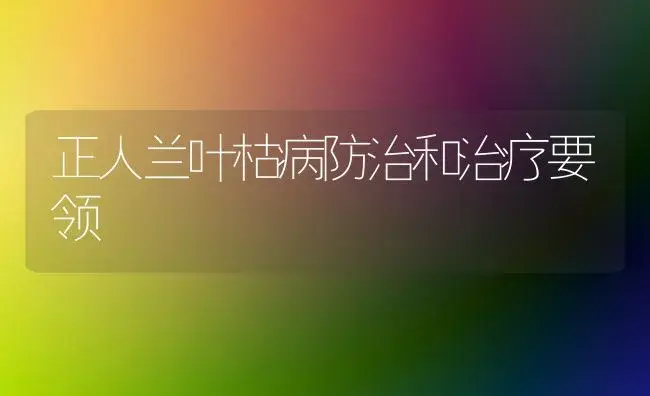 正人兰叶枯病防治和治疗要领 | 家庭养花