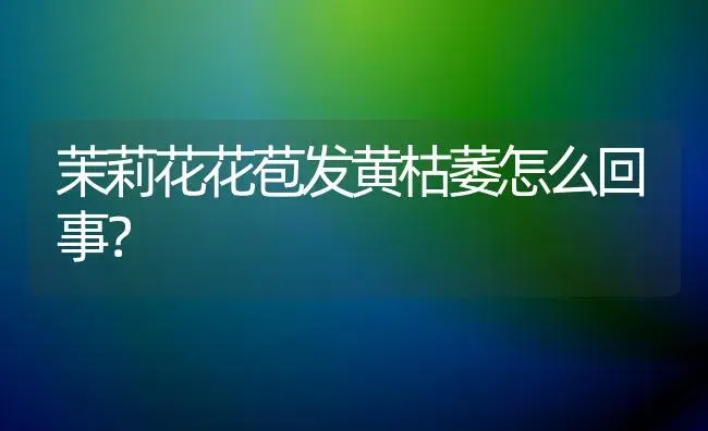 茉莉花花苞发黄枯萎怎么回事？ | 绿植常识