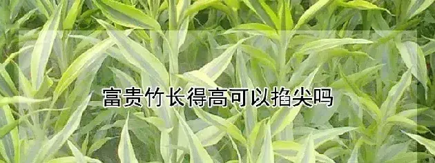 富贵竹长得高可以掐尖吗