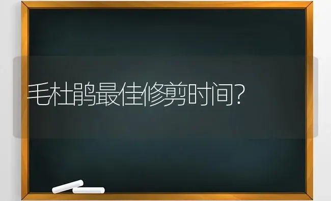 毛杜鹃最佳修剪时间？ | 绿植常识