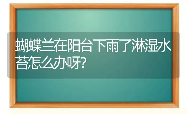 蝴蝶兰在阳台下雨了淋湿水苔怎么办呀？ | 绿植常识