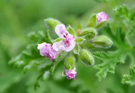 驱蚊草开花吗，花语有哪些？