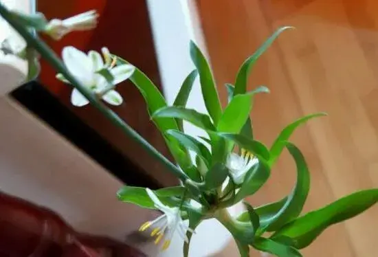 青叶吊兰会开花吗，青叶吊兰花语和传说/6月开花开到8月