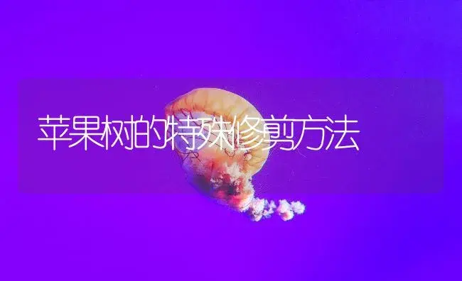 苹果树的特殊修剪方法 | 果木种植