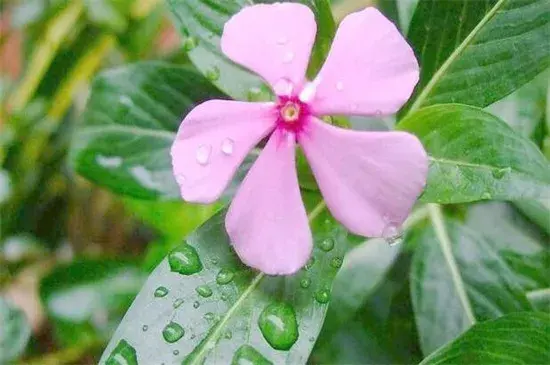 长春花花语传说以及功效作用