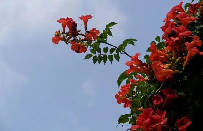 凌霄花的栽培办法及小心事项