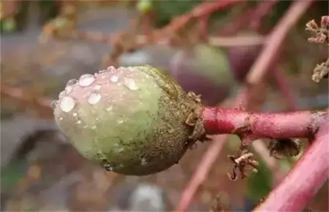 芒果畸形果怎么办