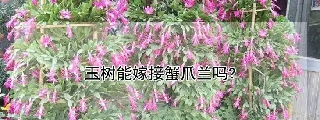 玉树能嫁接蟹爪兰吗?