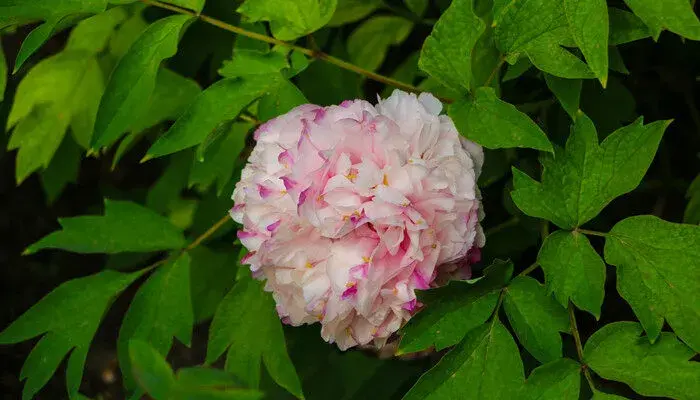 芍药的花语是什么