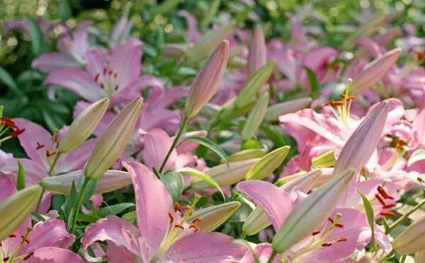 送粉色百合花是什么意思，12朵粉色百合花语(全部的爱)_花语大全