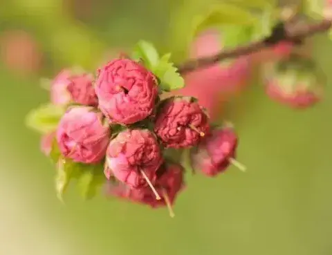 室内适合种植的盆栽