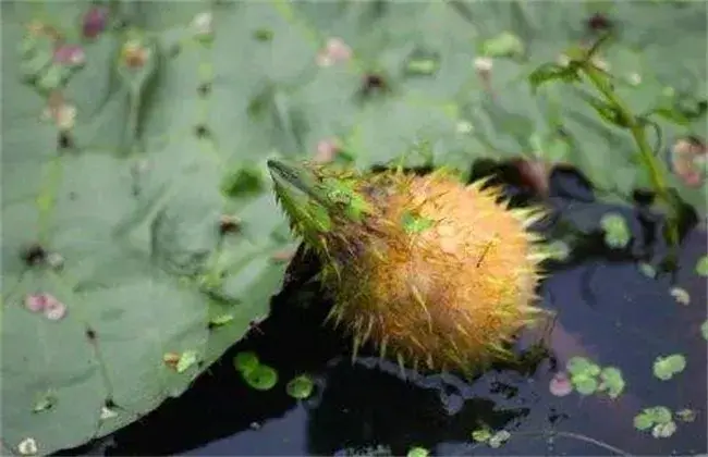 芡实怎么种好