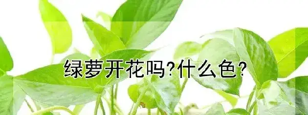 绿萝开花吗?什么色?