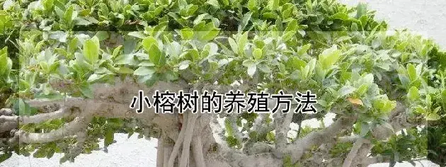 小榕树的养殖方法