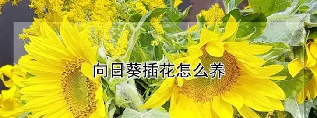 向日葵插花怎么养