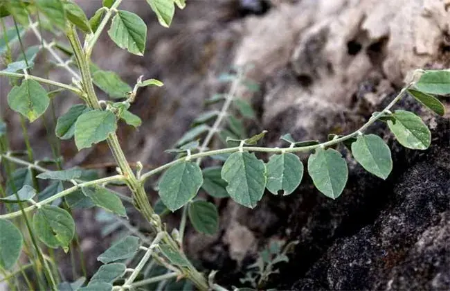 甘草的人工种植技术