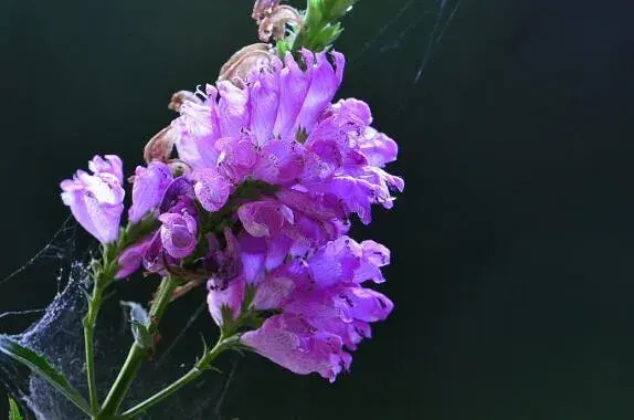 金鱼草花语有哪些？