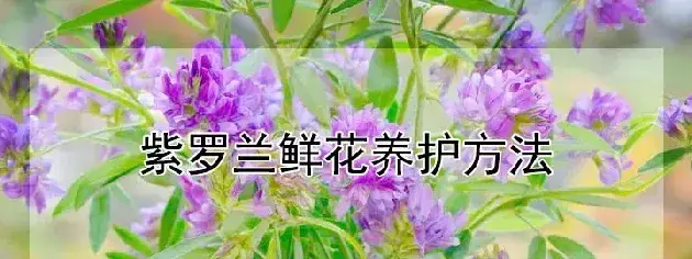 紫罗兰鲜花养护方法