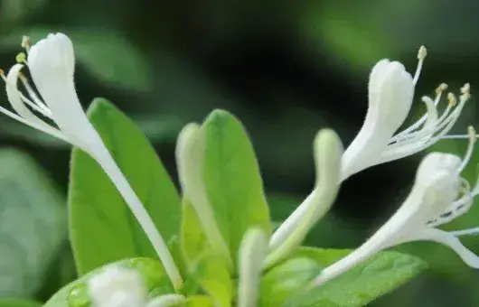 金银花果实能直接吃吗