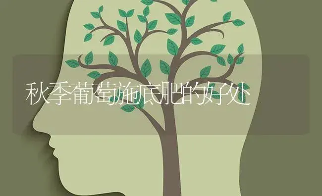 秋季葡萄施底肥的好处 | 果木种植