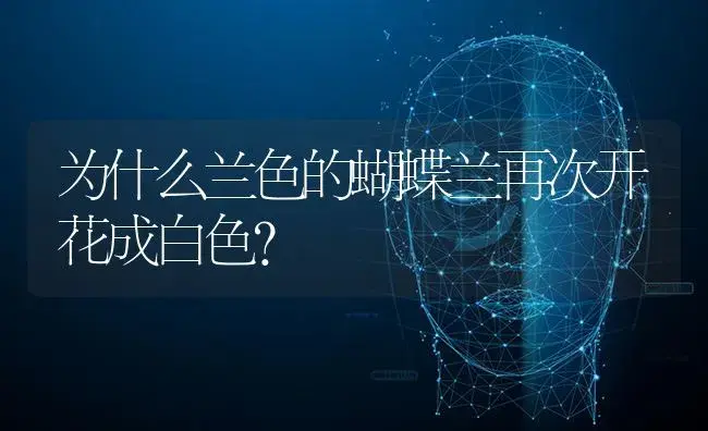 为什么兰色的蝴蝶兰再次开花成白色？ | 绿植常识