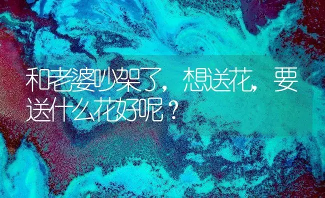 和老婆吵架了，想送花，要送什么花好呢？ | 绿植常识