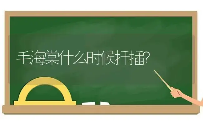 毛海棠什么时候扦插？ | 绿植常识