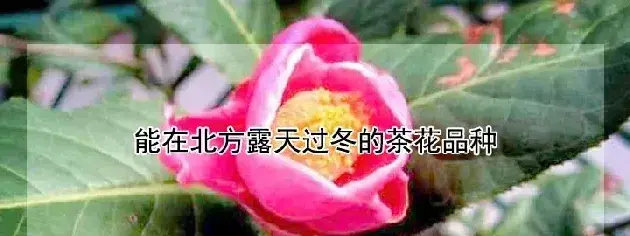 能在北方露天过冬的茶花品种