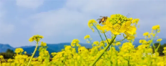 油菜花的花语 油菜花的花语是什么