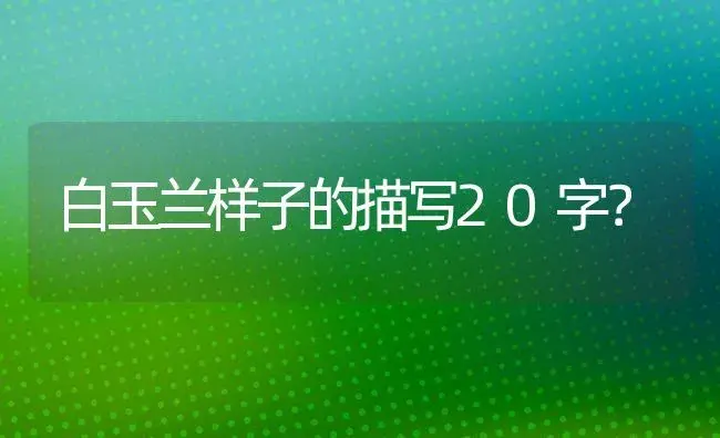 白玉兰样子的描写20字？ | 绿植常识