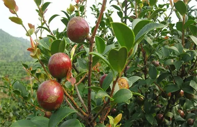 油茶高产种植要点