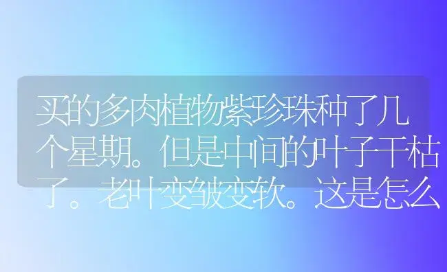 买的多肉植物紫珍珠种了几个星期。但是中间的叶子干枯了。老叶变皱变软。这是怎么回事？ | 多肉养殖